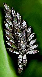 a beautiful vintage costume jewelry brooch unsigned
